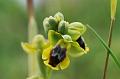 ophrys lutea